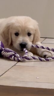 A whole year of Enzo in our lives. 💙 He has slotted into the madness of our lives perfectly! 
.
.
.
#goldenretrieverworld #goldenretriever