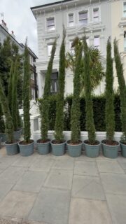 Screening plants over in Belsize Park, North London. These are Cupressus Sempervirens ‘Pyramidalis’. Italian Cypress or pencil pine. 
.
.
.
#screeningplant #screeningplants #northlondon #belsizepark