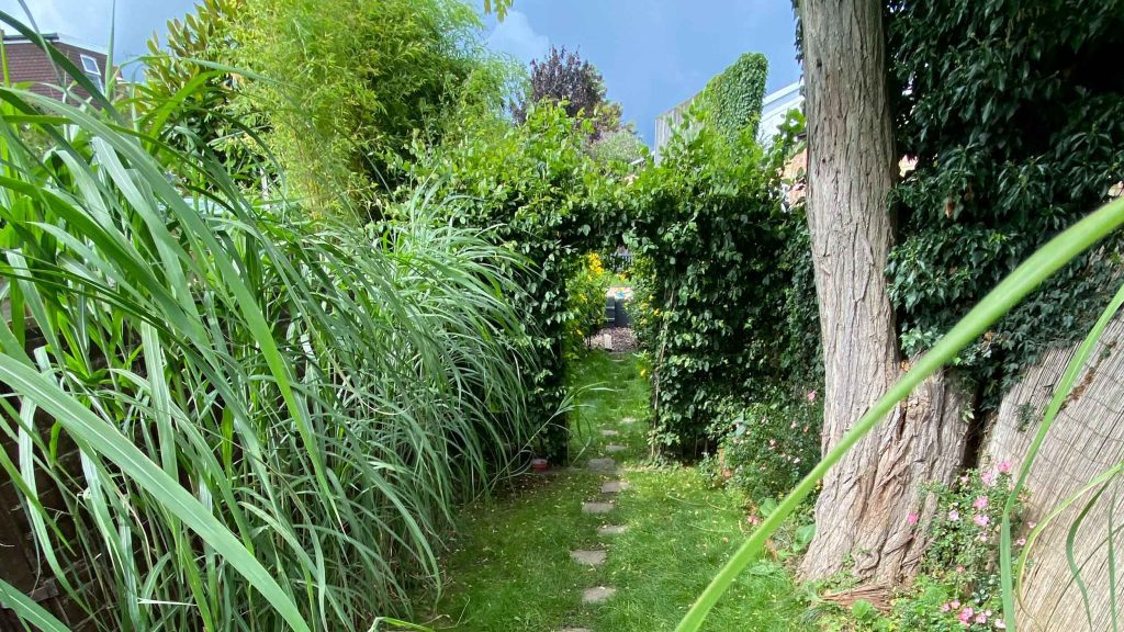 The garden before the transformation, overgrown plants and an overgrown lawn.