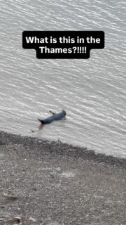 What is this in the Thames!!? Down by the Chelsea embankment, London. 
.
.
.
#riverthames #thames #seal