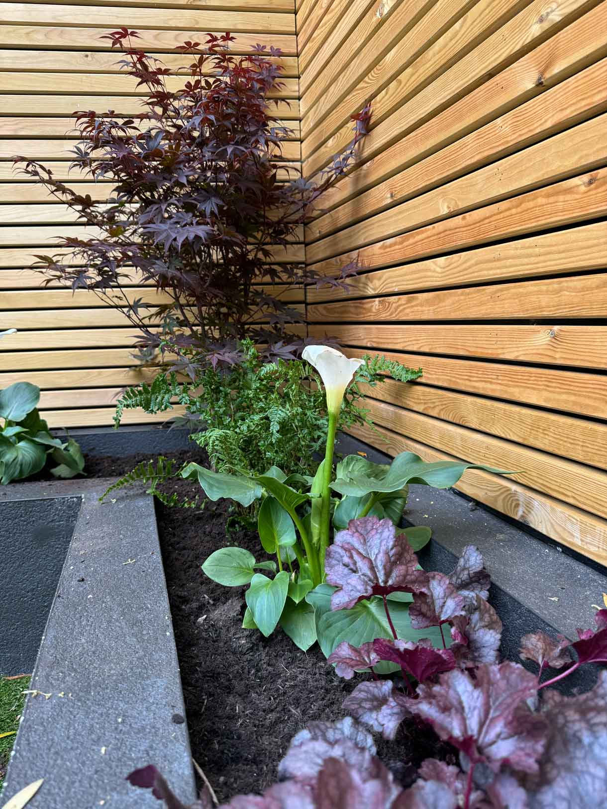 Fresh planting in concrete planters against new timber cladding.