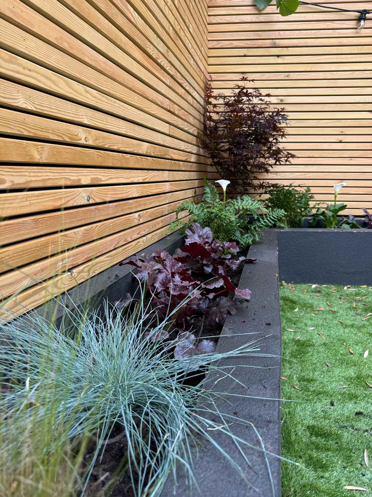 Close-up of new planting with red-leaved shrub and grasses against wooden battens.