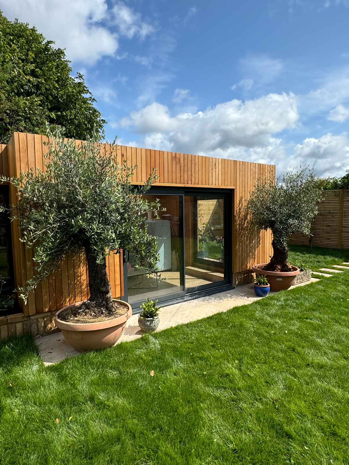 Olive tree in terracotta pot beside wooden garden room on a sunny day.