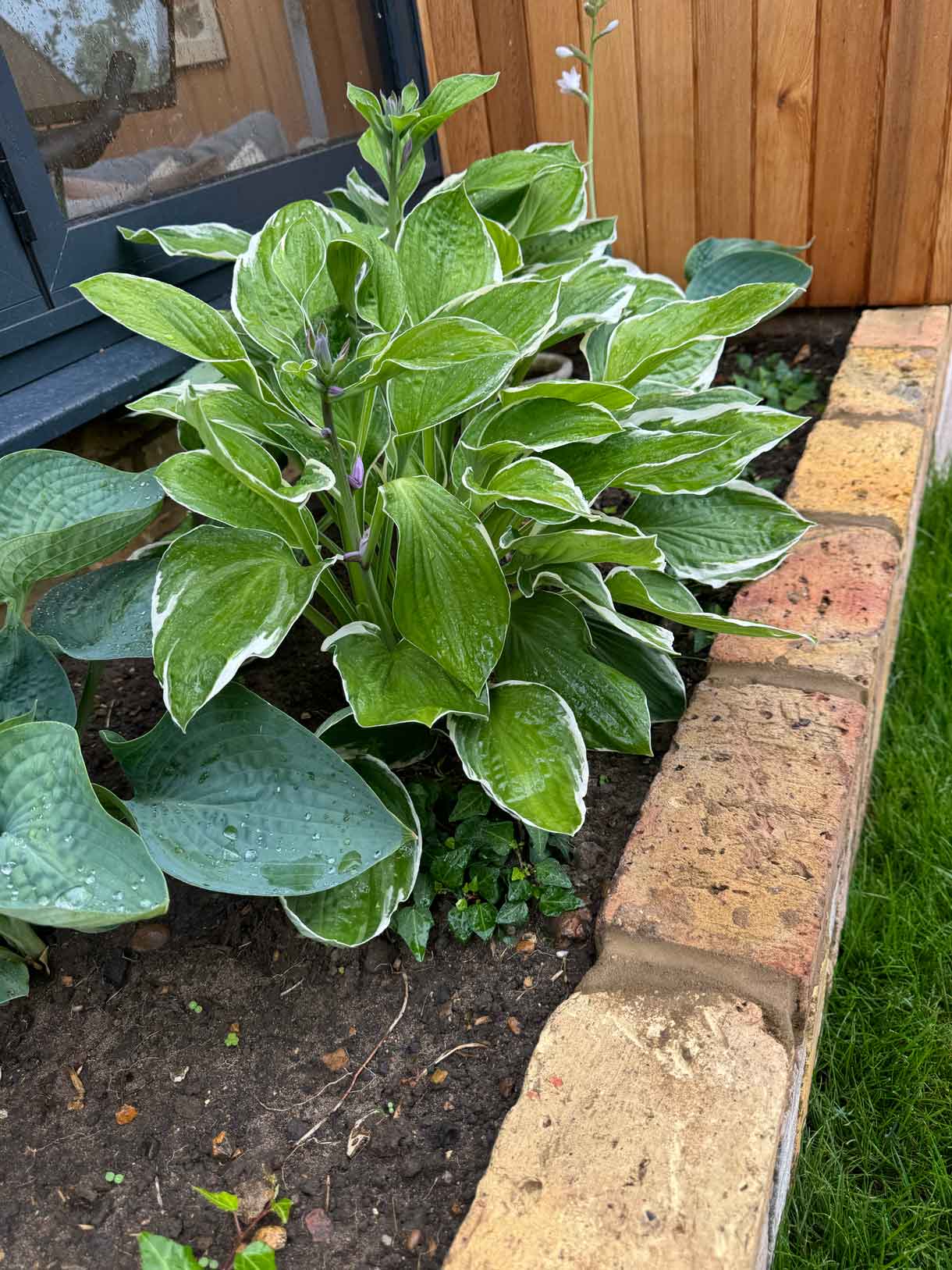 Close-up of leafy green plant growing by a brick border.