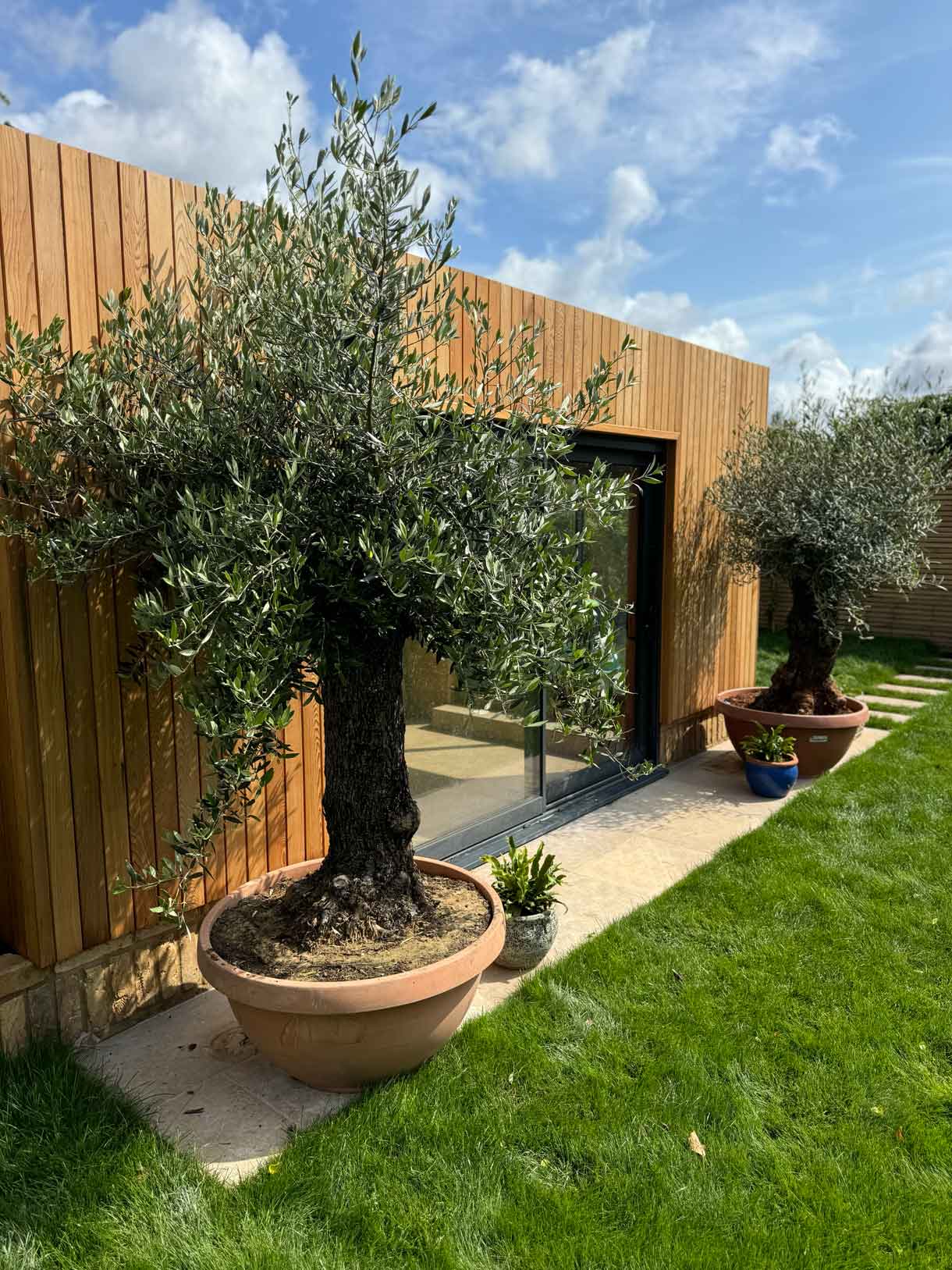 Close-up of potted olive tree next to new lawn and wooden cladding.