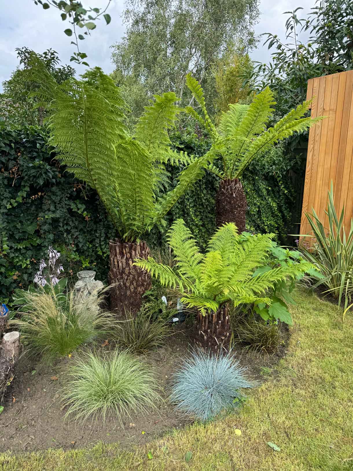 Planting bed with large tree ferns and grasses.