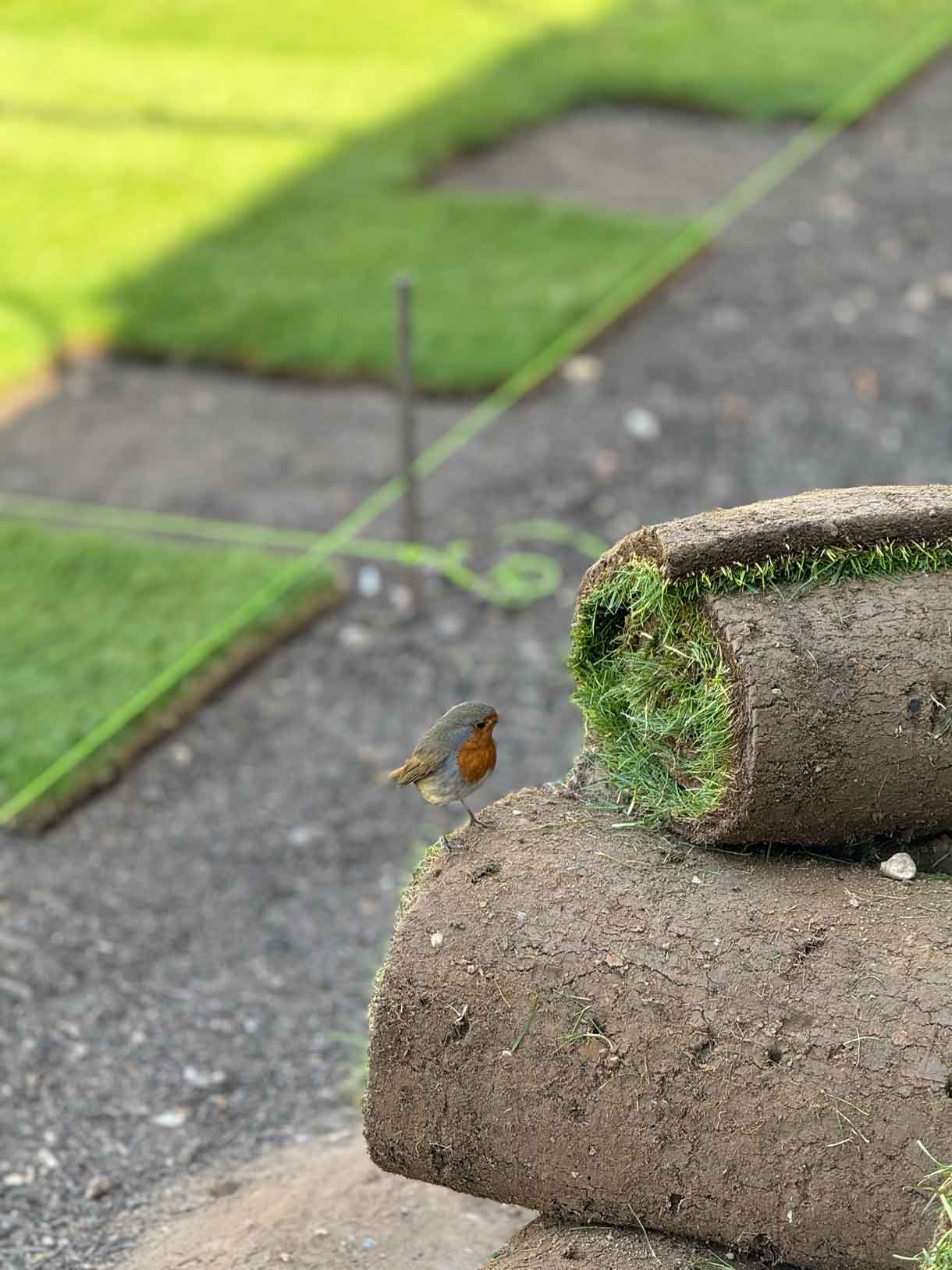 Rolled turf being laid on soil with a small bird perched nearby.