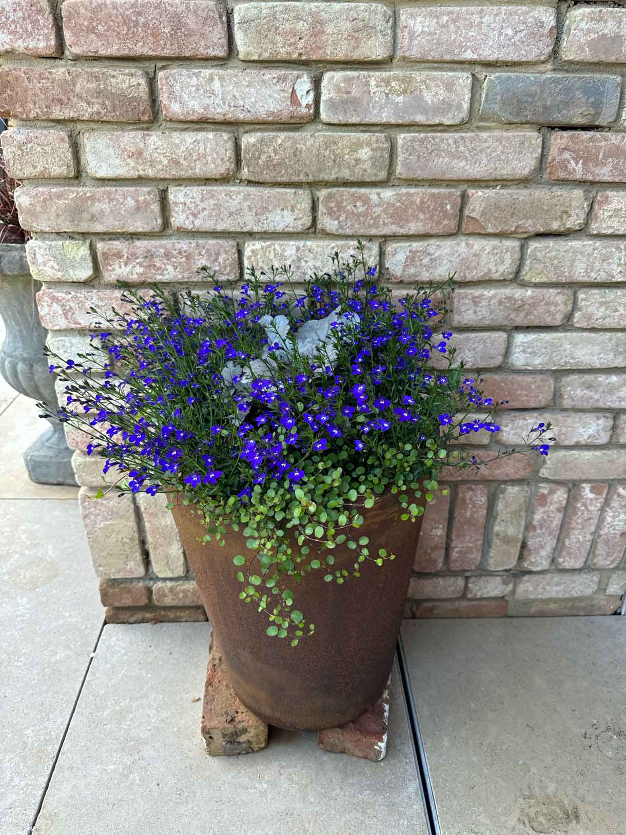 Close-up of potted purple flowers against a brick wall.