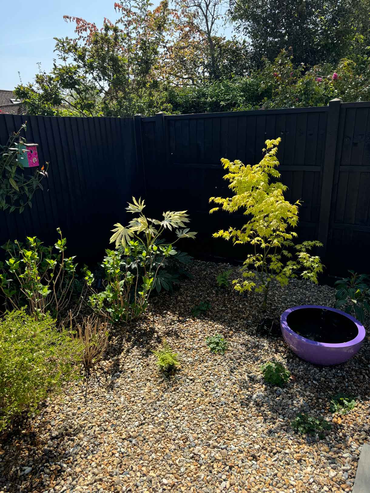 Gravel garden with purple planter and staggered paving among plants.
