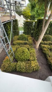 Keep your plants watered! 💦 
.
Keeping our newly installed front garden in Belsize Park, North London well watered. These are Taxus baccata, often called English yew. 🏴󠁧󠁢󠁥󠁮󠁧󠁿