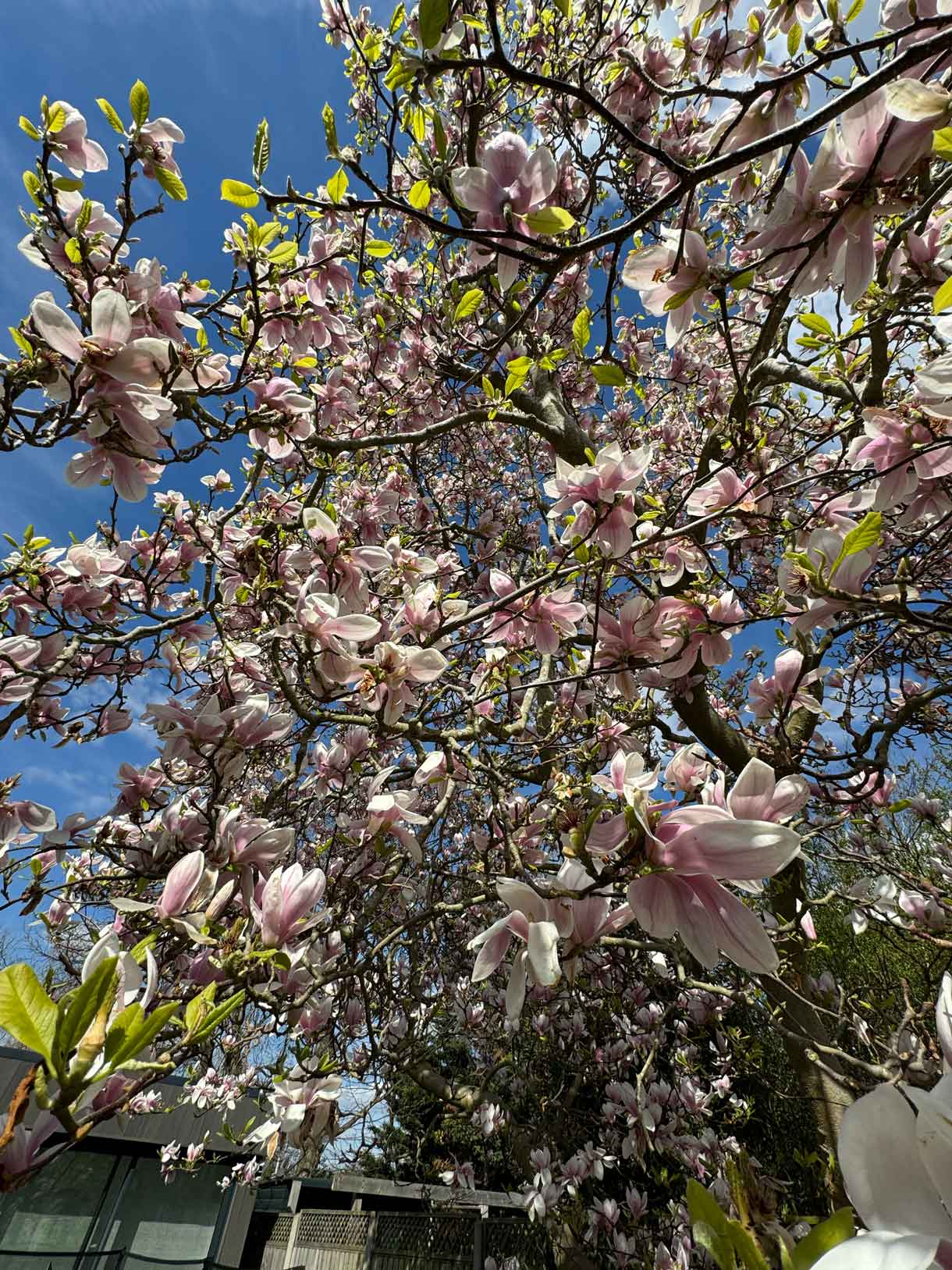 Close-up of magnolia blossoms on a tree in full bloom.
