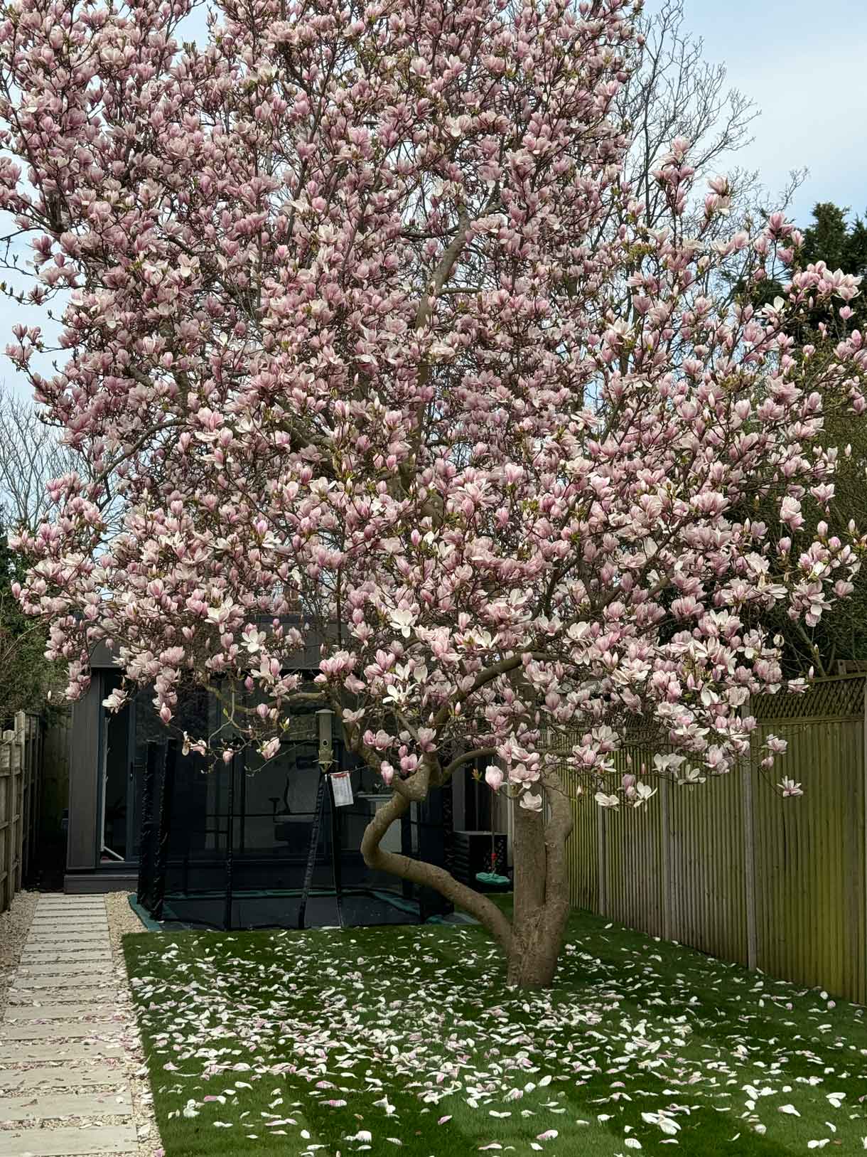 Magnolia tree in bloom beside a lawn and trampoline at the end of the garden.