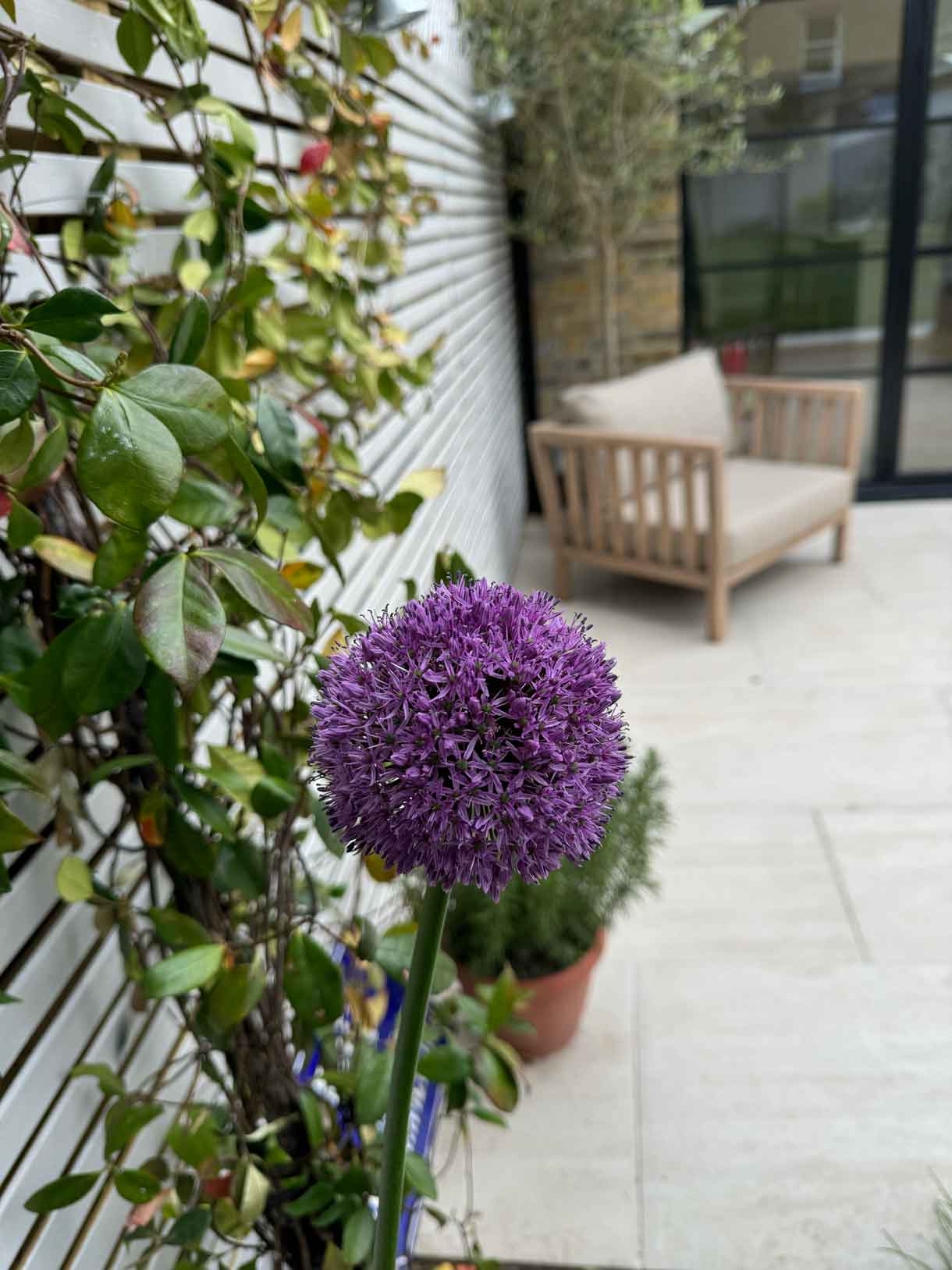 Close-up of purple allium flower in a terracotta pot.