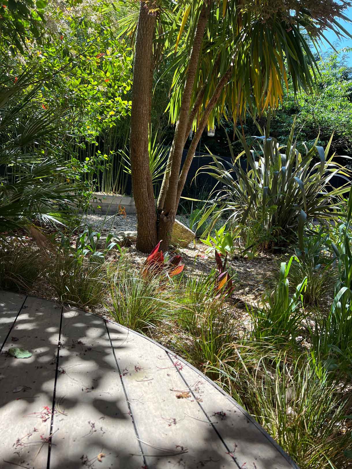Dense foliage garden featuring palms, grasses and evergreen shrubs.