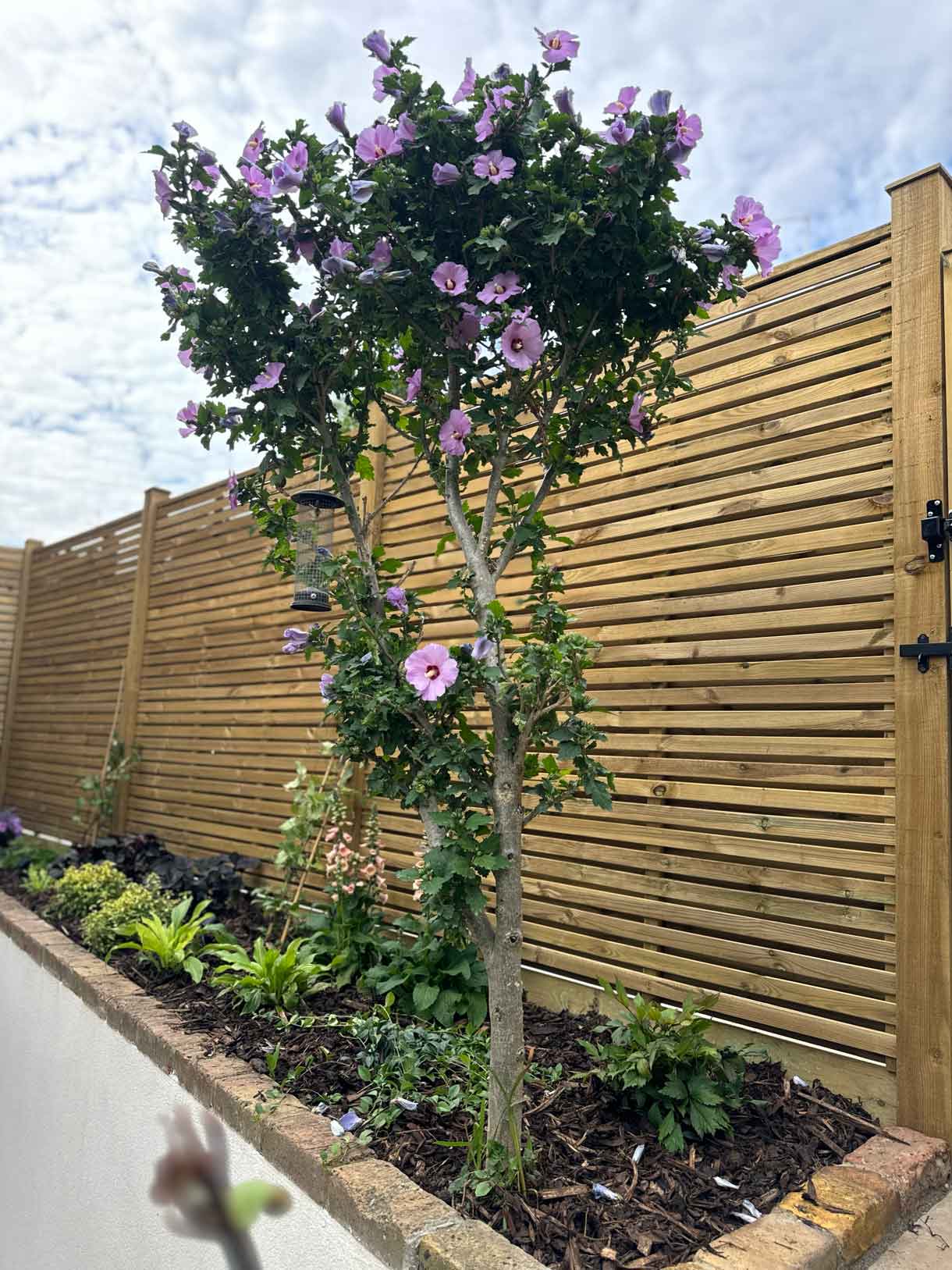 Narrow planting bed with a small tree and purple flowers trained along a horizontal timber fence.