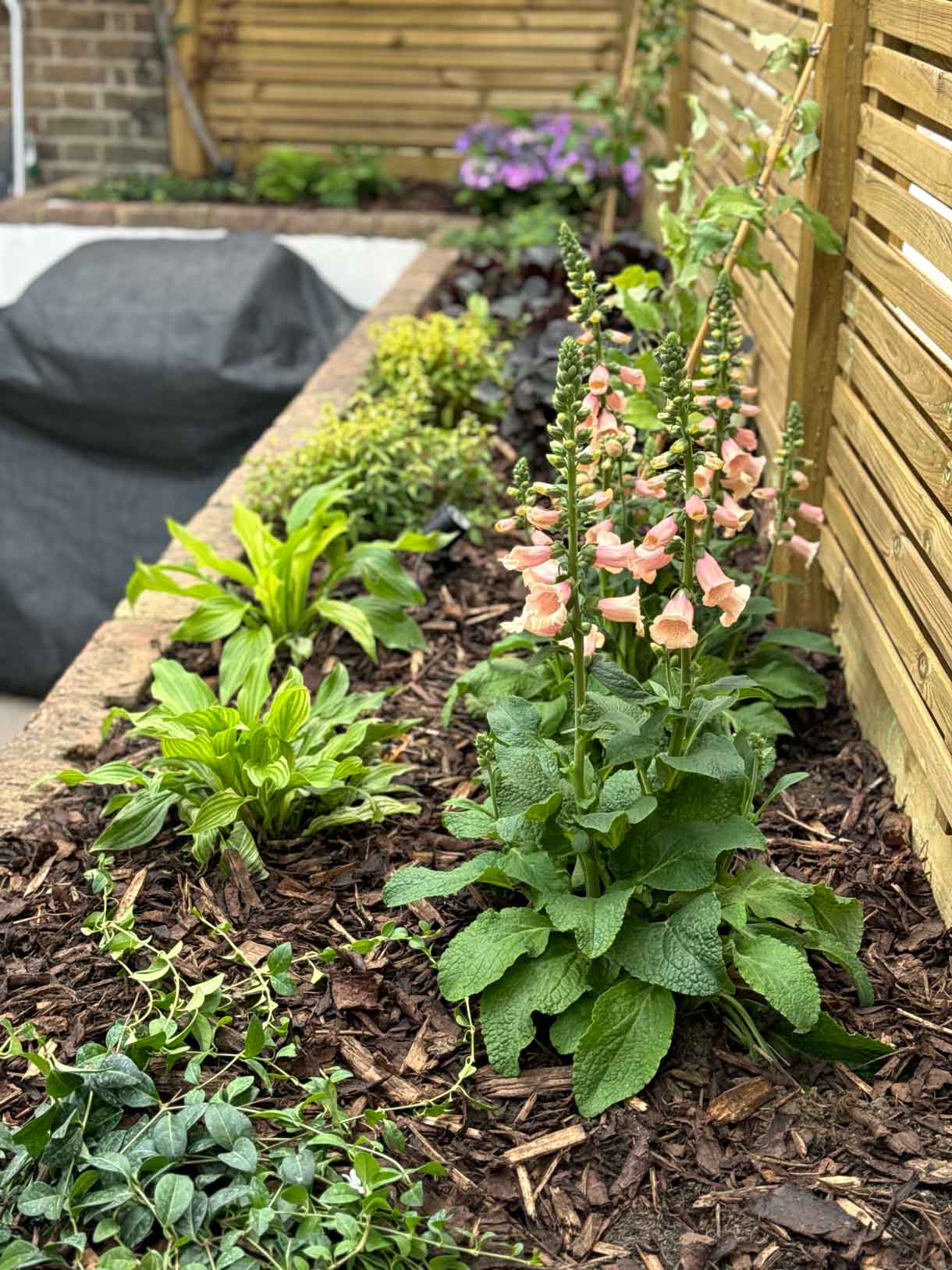 Close up of flower border with fresh foliage and pink foxgloves beside a timber slatted fence.