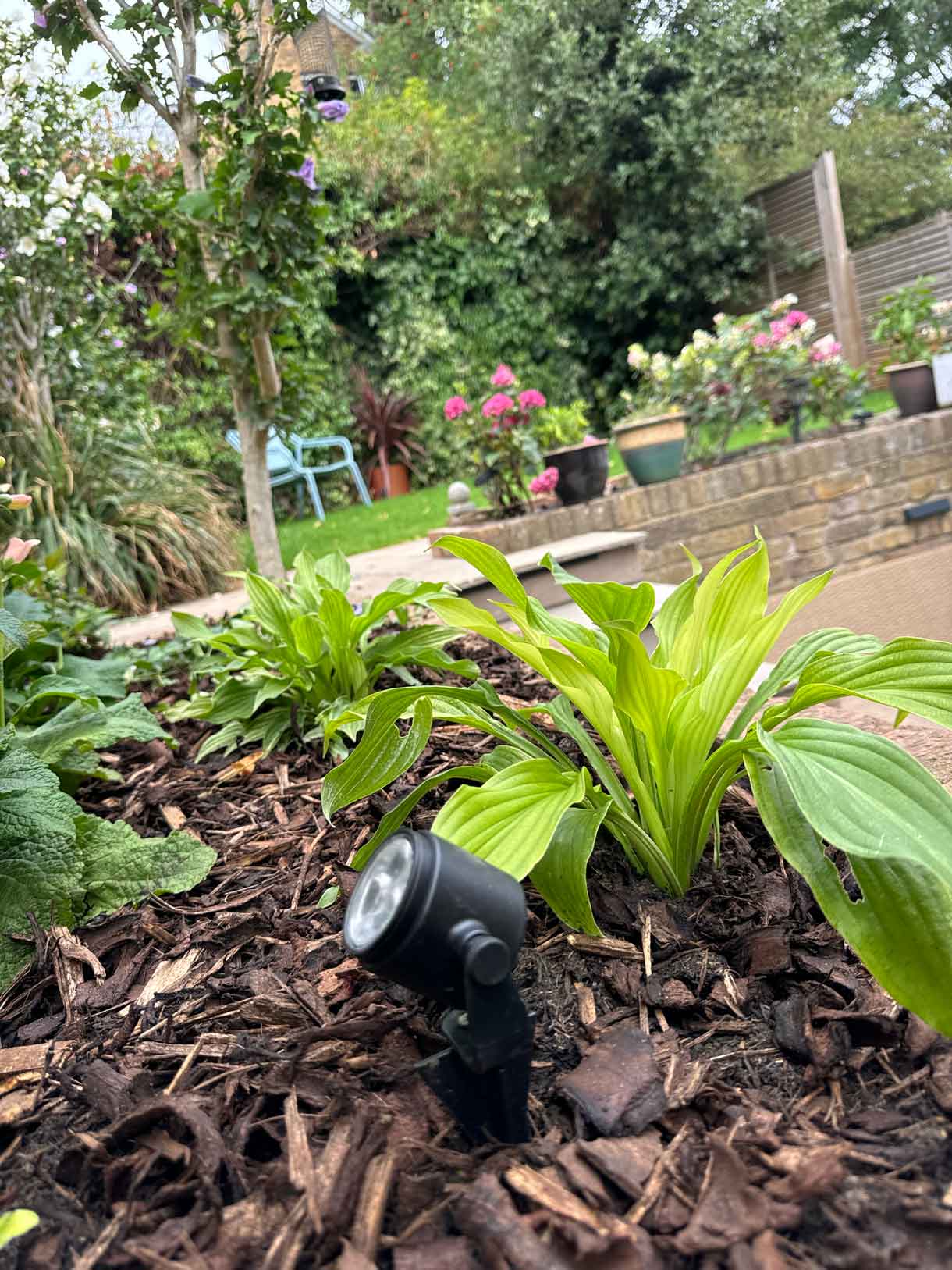 Garden border with flowering plants in front of a slatted fence.
